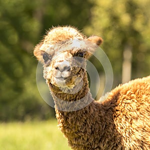 Brown cute alpaca llama baby on the farm