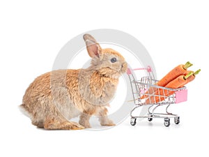 Brown cute baby rabbit and the shopping cart with baby carrots.