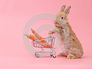 Brown cute baby rabbit standing and hold the shopping cart with baby carrots.