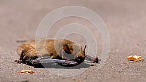 Brown cute bat lying on the ground. Summer day. Weakened bat.