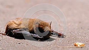 Brown cute bat lying on the ground. Summer day. weakened bat.