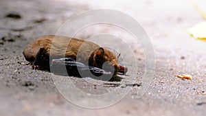 Brown Cute Bat Lying on the Ground. Summer day. Weakened bat.