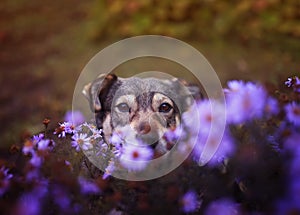 Brown cute dog sitting and peeking out from behind a Bush of lilac flowers in a Sunny garden and a pretty smile