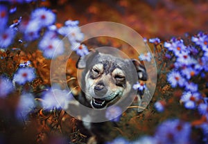 brown cute dog sitting and peeking out from behind a Bush of lilac flowers in a Sunny garden and quite closing his