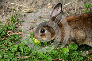 A brown cute dwarf rabbit eating a small apple