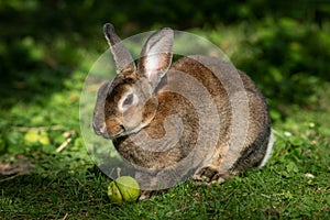 A brown cute dwarf rabbit eating a small apple