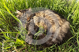 Brown cute fluffy cat lying in the fresh green grass