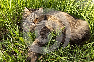 Brown cute fluffy cat lying in the fresh green grass