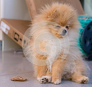 Pumeranian cute brown dog sitting at home photo