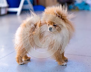 Pumeranian cute brown dog sitting at home photo