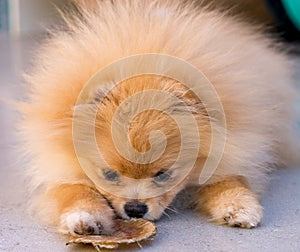 Pumeranian female dog laying at home holding her food photo