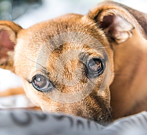 Brown cute puppy dog isolated on white, green background - rescue pet dog with adorable eyes