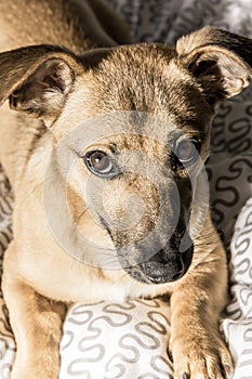 Brown cute puppy dog isolated on white, green background - rescue pet dog with adorable eyes