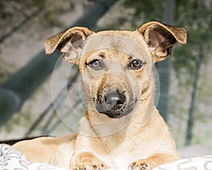 Brown cute puppy dog isolated on white, green background - rescue pet dog with adorable eyes