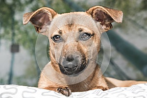 Brown cute puppy dog isolated on white, green background - rescue pet dog with adorable eyes