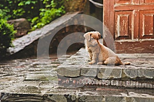 Brown cute puppy dog sits steps house