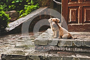 Brown cute puppy dog sits steps house