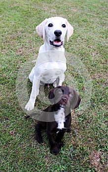 Brown cute puppy and labrador sat looking portrait