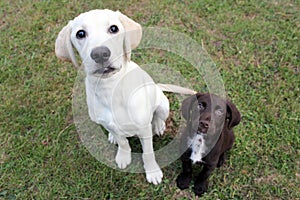 Brown cute puppy and labrador sat looking up