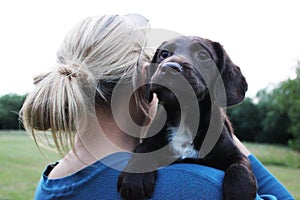 Brown cute puppy with owner