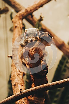 A brown cute squirrel looking with its adorable big eyes quite curious