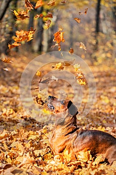 Brown dachshund dog in yellow falling autumn leaves
