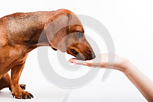 A brown dachshund receives a treat from a female hand.