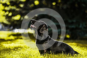 Brown dachshund sitting in profile in summer sun