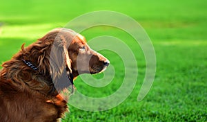 Brown dachsie in garden photo