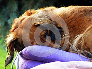 Brown dachsie in garden