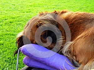 Brown dachsie in garden