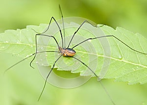 Brown Daddy-long-legs photo