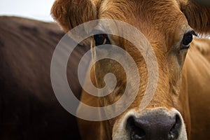 Brown Dairy cow looking at camera closeup with copy space