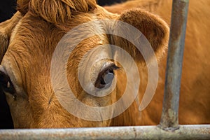 Brown Dairy cow looking at camera closeup with copy space