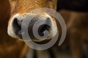 Brown Dairy cow nose closeup with copy space