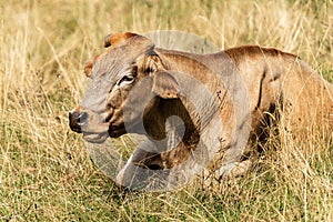 Brown dairy cow resting in the grass - Italian Alps