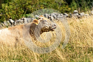 Brown dairy cow resting in the grass - Italian Alps