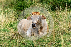 Brown dairy cow resting in the grass - Italian Alps