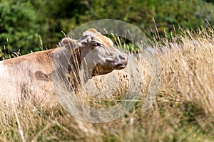 Brown dairy cow resting in the grass - Italian Alps