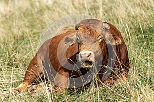 Brown dairy cow resting in the meadow - Italian Alps