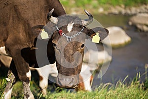 Brown dairy cow on a summer pasture.