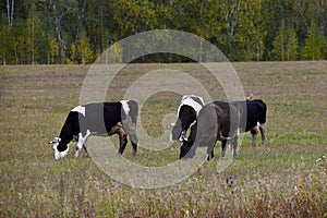 Brown dairy cows in a beautiful autumn field. Farm dairy cows on pasture