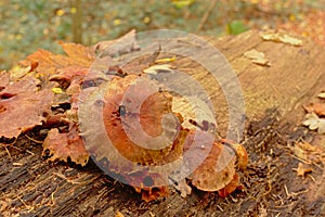 Brown decaying mushrooms on a dead tree trunk the forest floor