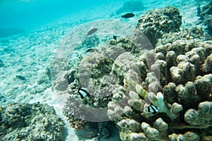 Brown Damselfish and Surgeonfish in Ocean Reef