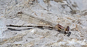 a brown damselfly dragonfly