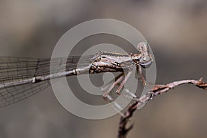 The Brown Damselfly Zygoptera