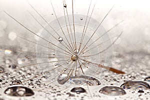 Brown dandilion on wet, silver surface