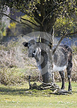 Brown dappled cow roaming free in the new forest