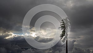 Brown dark rainy sky and a lonely tall pine