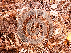Brown dead dry fern leaves on forest floor background texture se